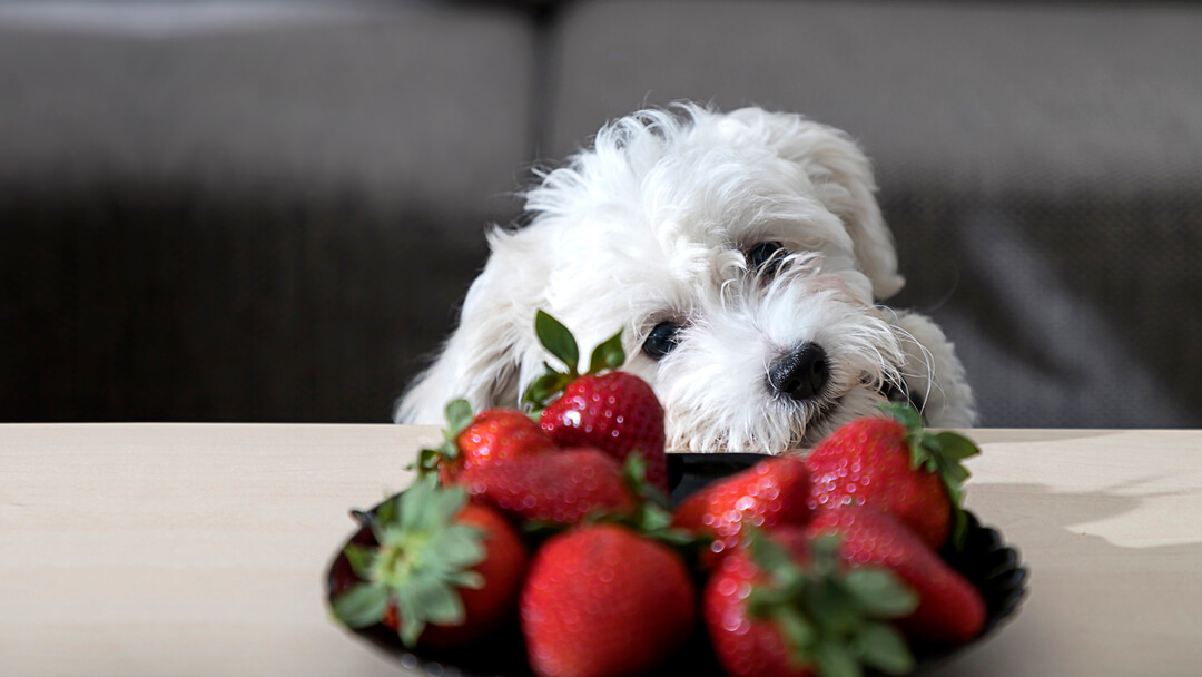 Are dogs allowed cheap to eat strawberries